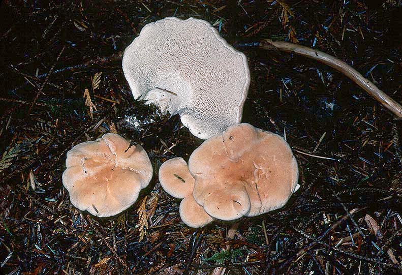 Hydnum repandum group